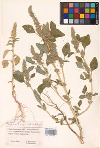 Amaranthus retroflexus L., Eastern Europe, Lower Volga region (E9) (Russia)