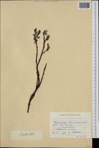 Salix arctica Pall., Siberia, Chukotka & Kamchatka (S7) (Russia)