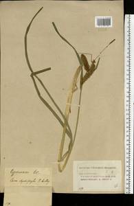 Carex utriculata Boott, Eastern Europe, Volga-Kama region (E7) (Russia)
