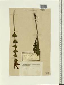 Pedicularis sceptrum-carolinum, Eastern Europe, Eastern region (E10) (Russia)