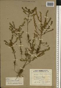 Sedobassia sedoides (Pall.) Freitag & G. Kadereit, Eastern Europe, South Ukrainian region (E12) (Ukraine)