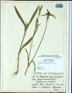 Agrostemma githago L., Eastern Europe, Central region (E4) (Russia)