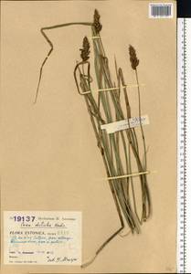 Carex disticha Huds., Eastern Europe, Estonia (E2c) (Estonia)