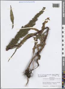 Rumex pseudonatronatus (Borbás) Borbás ex Murb., Eastern Europe, Middle Volga region (E8) (Russia)