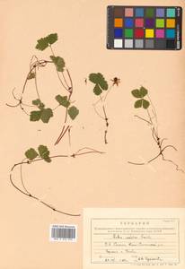 Rubus pedatus Sm., Siberia, Russian Far East (S6) (Russia)