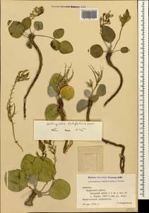 Astragalus supervisus (Kuntze) Sheld., Caucasus, Armenia (K5) (Armenia)