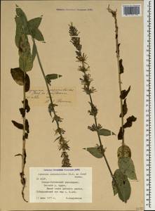 Asyneuma campanuloides (M.Bieb. ex Sims) Bornm., Caucasus, North Ossetia, Ingushetia & Chechnya (K1c) (Russia)