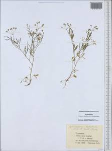 Pimpinella leptoclada (Aitch. & Hemsl.) Mousavi, Mozaff. & Zarre, Middle Asia, Karakum (M6) (Turkmenistan)