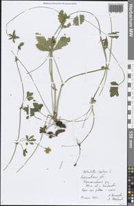 Potentilla reptans L., Eastern Europe, Central forest region (E5) (Russia)