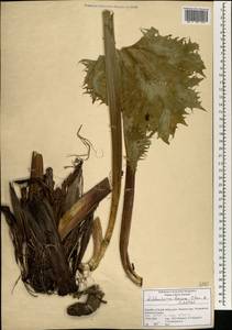 Lichtensteinia trifida Cham. & Schltdl., Africa (AFR) (South Africa)