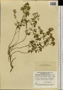 Ziziphora clinopodioides Lam., Siberia, Altai & Sayany Mountains (S2) (Russia)