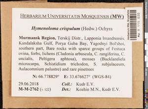 Hymenoloma crispulum (Hedw.) Ochyra, Bryophytes, Bryophytes - Karelia, Leningrad & Murmansk Oblasts (B4) (Russia)