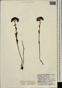 Hylotelephium telephium (L.) H. Ohba, Mongolia (MONG) (Mongolia)