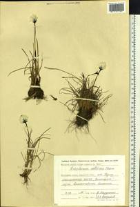 Eriophorum callitrix Cham. ex C.A.Mey., Siberia, Chukotka & Kamchatka (S7) (Russia)