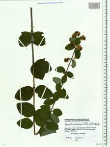 Symphoricarpos albus (L.) C. Koch, Eastern Europe, Moscow region (E4a) (Russia)