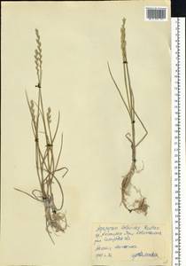 Elymus lolioides (P.Candargy) Melderis, Eastern Europe, Central forest-and-steppe region (E6) (Russia)