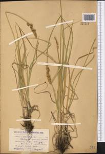Carex vulpina L., Middle Asia, Caspian Ustyurt & Northern Aralia (M8) (Kazakhstan)