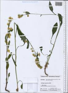 Solidago virgaurea subsp. lapponica (With.) Tzvelev, Siberia, Central Siberia (S3) (Russia)