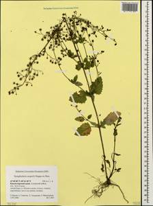 Scrophularia scopolii Hoppe, Caucasus, Krasnodar Krai & Adygea (K1a) (Russia)