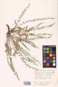 Astragalus buchtormensis Pall., Eastern Europe, Lower Volga region (E9) (Russia)