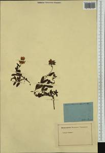 Helianthemum alpestre (Jacq.) DC., Western Europe (EUR) (Germany)