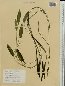 Potamogeton × sparganiifolius Laest. ex Fr., Eastern Europe, Western region (E3) (Russia)