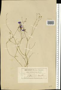 Delphinium consolida subsp. consolida, Eastern Europe, South Ukrainian region (E12) (Ukraine)