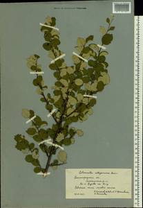 Cotoneaster alaunicus Golitsin, Eastern Europe, Lower Volga region (E9) (Russia)