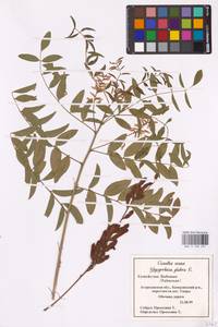 Glycyrrhiza glabra L., Eastern Europe, Lower Volga region (E9) (Russia)