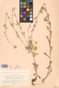 Cota tinctoria subsp. tinctoria, Eastern Europe, Moscow region (E4a) (Russia)