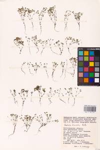 Radiola linoides Roth, Eastern Europe, Lower Volga region (E9) (Russia)