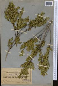 Wikstroemia alberti (Regel) Mottet, Middle Asia, Western Tian Shan & Karatau (M3) (Kazakhstan)