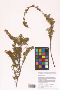 Spiraea crenata L., Eastern Europe, Lower Volga region (E9) (Russia)