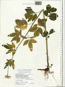 Cardamine macrophylla Willd., Eastern Europe, Northern region (E1) (Russia)
