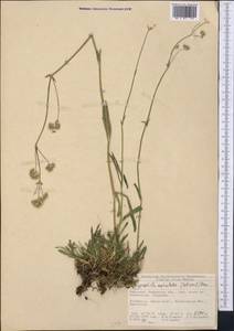 Gypsophila cephalotes (Schrenk) F.N. Williams, Middle Asia, Northern & Central Tian Shan (M4) (Kyrgyzstan)