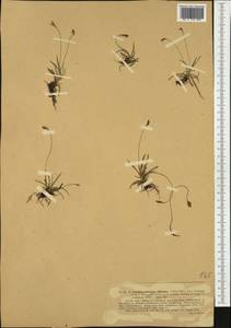 Carex ornithopoda Willd., Western Europe (EUR) (Italy)