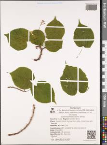 Tilia maximowicziana Shiras., Siberia, Russian Far East (S6) (Russia)