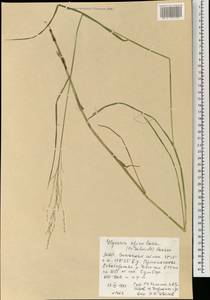 Glyceria spiculosa (F.Schmidt) Roshev. ex B.Fedtsch., Mongolia (MONG) (Mongolia)