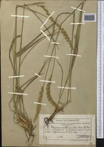 Leymus multicaulis (Kar. & Kir.) Tzvelev, Middle Asia, Northern & Central Tian Shan (M4) (Kazakhstan)