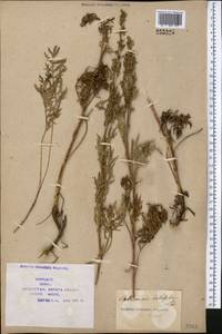Artemisia latifolia Ledeb., Middle Asia, Syr-Darian deserts & Kyzylkum (M7) (Kazakhstan)