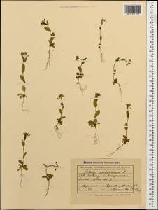 Microthlaspi perfoliatum (L.) F. K. Mey., Caucasus, Krasnodar Krai & Adygea (K1a) (Russia)