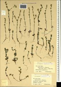 Buglossoides tenuiflora (L. fil.) I. M. Johnst., Crimea (KRYM) (Russia)