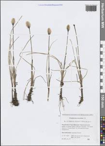 Eriophorum chamissonis C.A.Mey., Siberia, Yakutia (S5) (Russia)