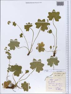 Alchemilla stellaris Juz., Eastern Europe, Central forest region (E5) (Russia)