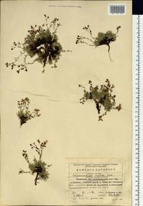 Chamaerhodos trifida Ledeb., Siberia, Baikal & Transbaikal region (S4) (Russia)