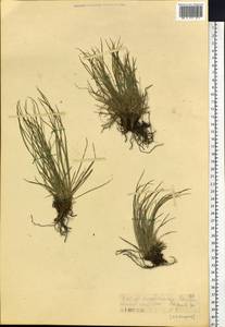 Carex humilis Leyss., Siberia, Western (Kazakhstan) Altai Mountains (S2a) (Kazakhstan)