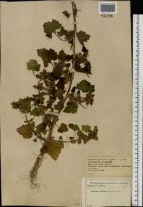 Xanthium strumarium L., Eastern Europe, Central forest-and-steppe region (E6) (Russia)
