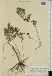 Artemisia oelandica (Besser) Kom., Western Europe (EUR) (Sweden)