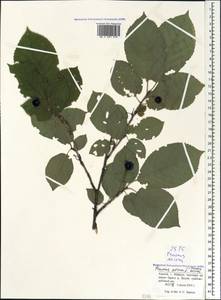 Prunus avium (L.) L., Caucasus, Krasnodar Krai & Adygea (K1a) (Russia)