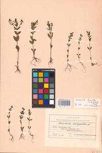 MHA 0 160 111, Veronica heureka (M. A. Fisch.) Tzvelev, Eastern Europe, North Ukrainian region (E11) (Ukraine)